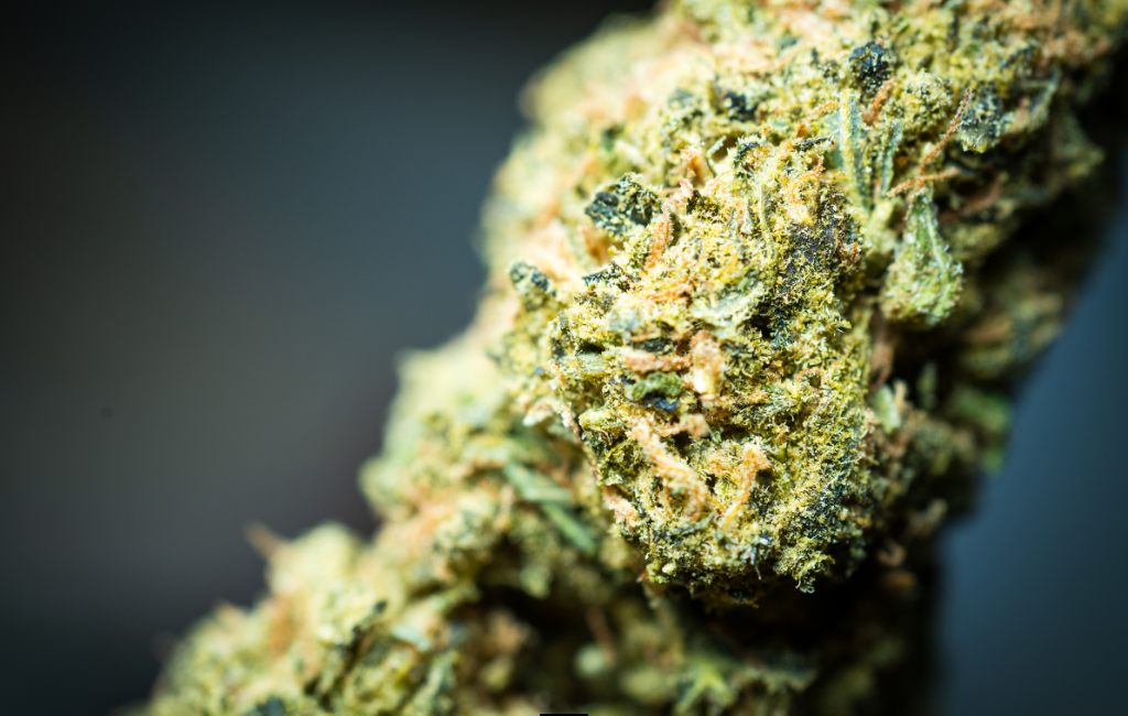 THCA Flower: Discovering the Therapeutic Benefits